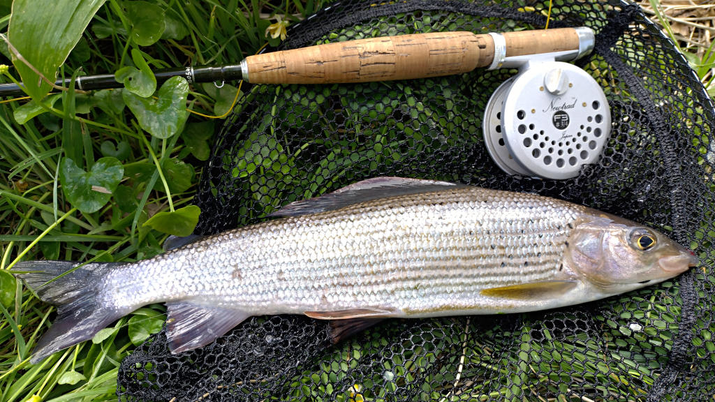 Photo of the big Grayling